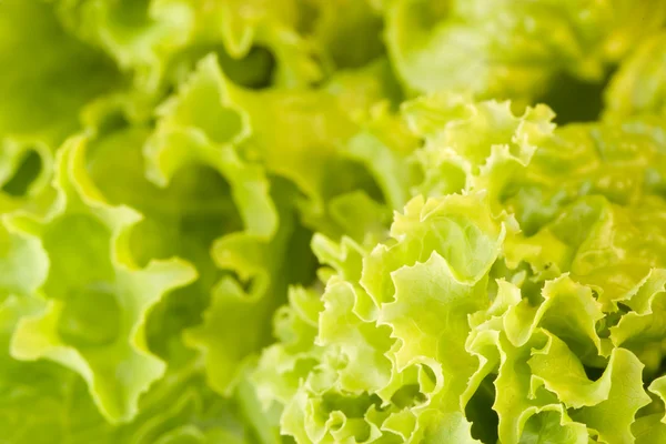 Fresh green closeup salad — Stock Photo, Image