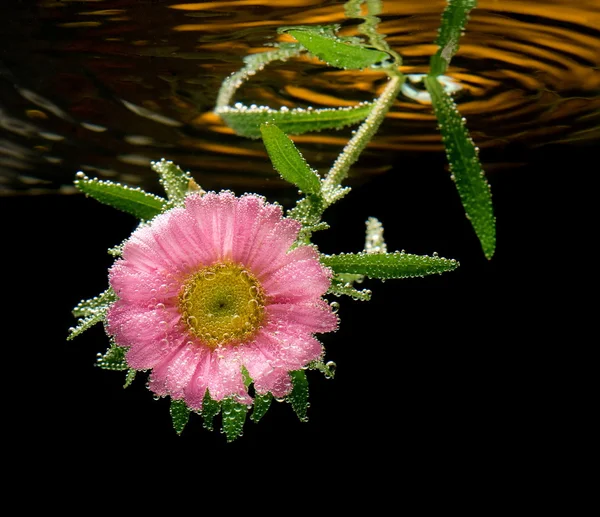 Blume unter Wasser — Stockfoto