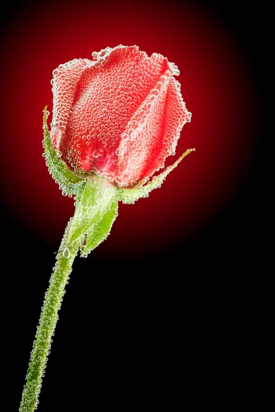 Rosa rossa subacquea — Foto Stock