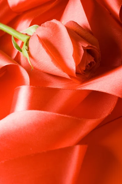 Rosa rossa su nastro di raso — Foto Stock