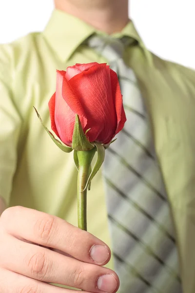 Rose květina v rukou člověka — Stock fotografie