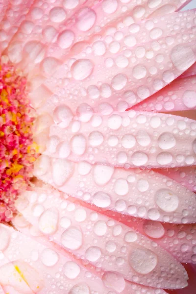 Closeup vertikální růžový květ — Stock fotografie