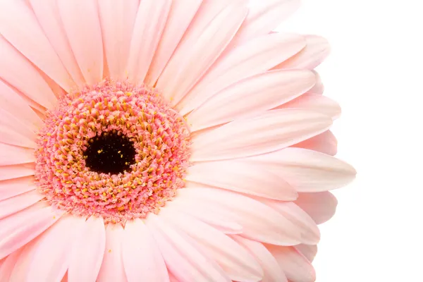 Closeup růžová gerbera — Stock fotografie