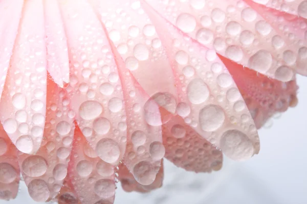 Primeros planos rosa gerbera húmeda —  Fotos de Stock