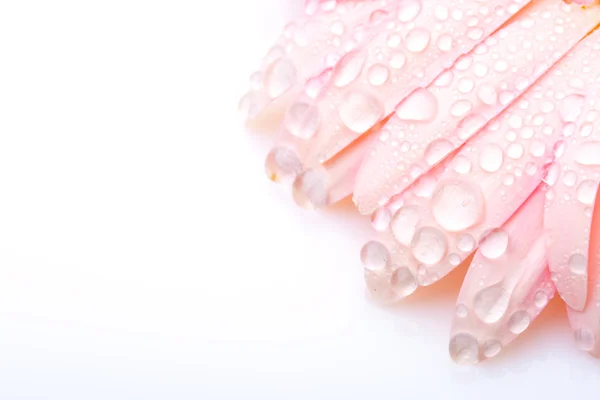 Розовые влажные лепестки герберы — стоковое фото