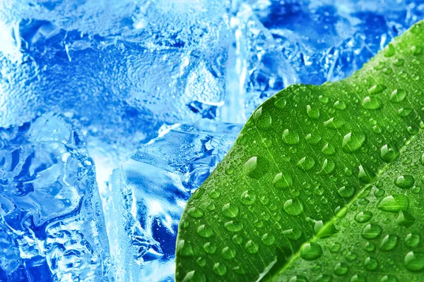 Hoja verde con hielo azul —  Fotos de Stock