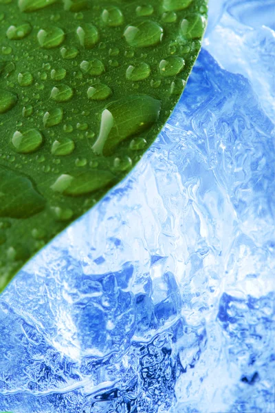 Green wet leaf with ice — Stock Photo, Image