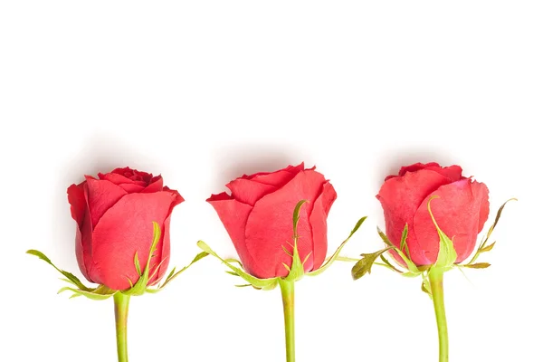 Tři červené růže — Stock fotografie