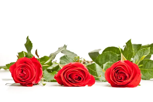 Three laying roses — Stock Photo, Image