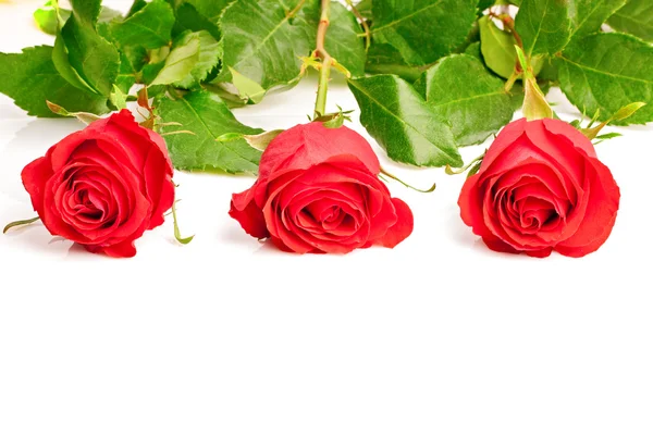 Three red roses — Stock Photo, Image