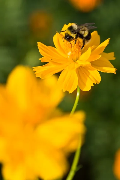 Джмель на жовтій квітці — стокове фото