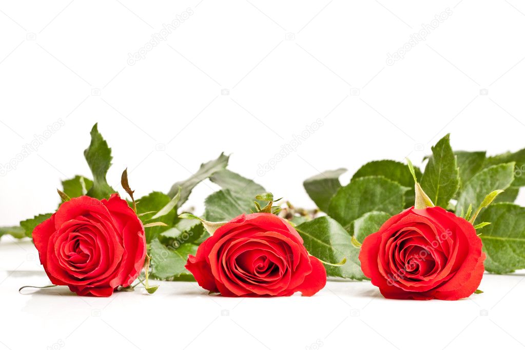 Three laying roses — Stock Photo © chesterf #3348342