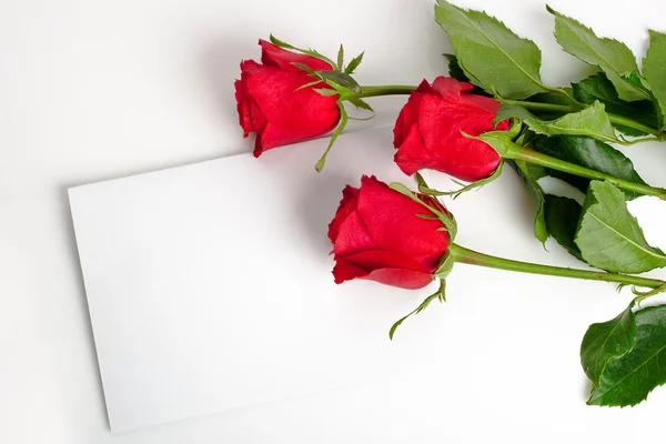 Trois roses avec carte blanche — Photo