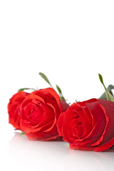 Closeup three red roses vertical — Stock Photo, Image