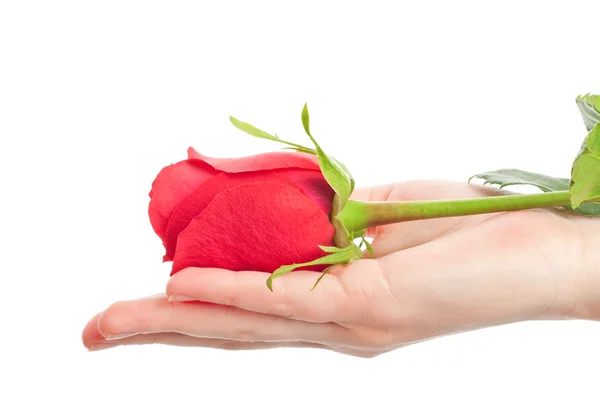 Růže s žena rukou — Stock fotografie