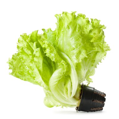 Isolated green lettuce clipart