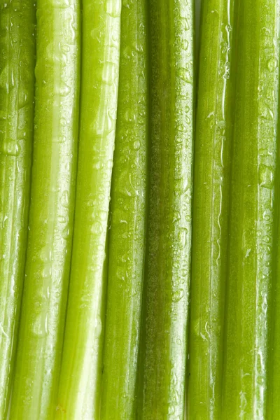 Vertikal grön växt bakgrund — Stockfoto