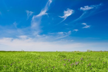 Field with flowers clipart