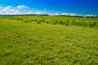 dandelions, yatay yaz