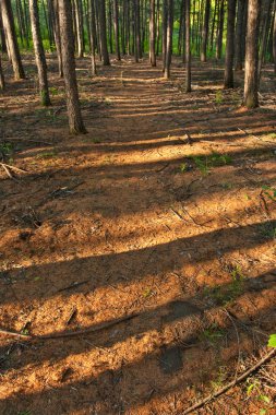 sabah orman gölgeler