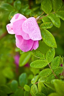 Macro wild dog rose clipart