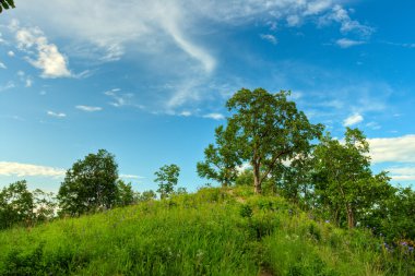 Oak trees on hill clipart