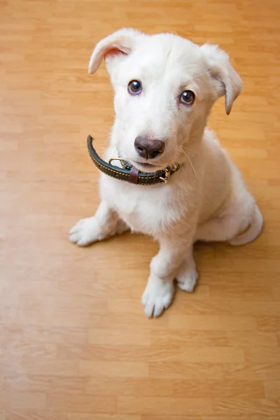 바닥에 흰색 강아지 — 스톡 사진