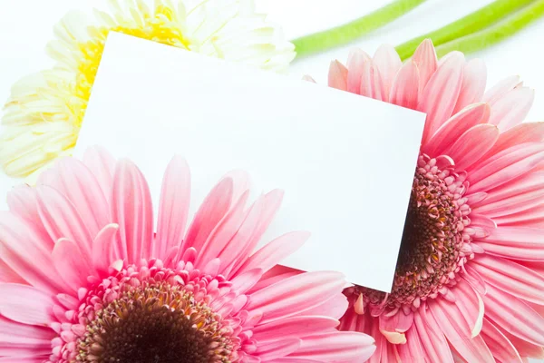 Tarjeta en blanco con flor gerber — Foto de Stock