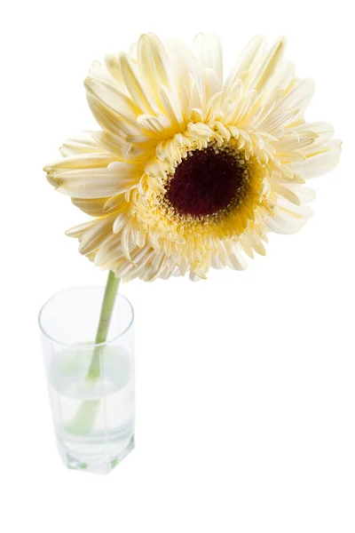 Gele gerbera bloem — Stockfoto
