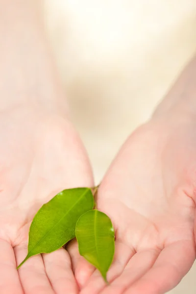 stock image Green leaves in woman hands