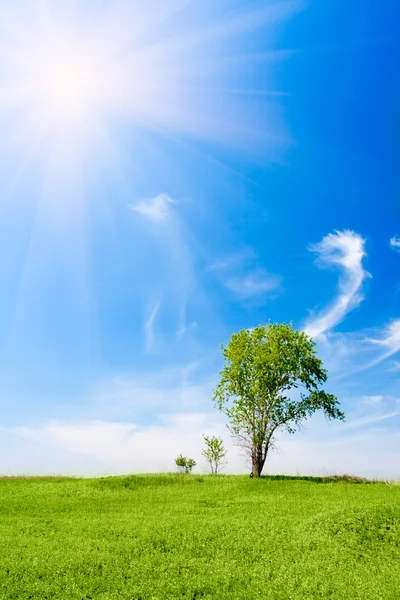 Tre träd under solen — Stockfoto