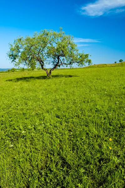 Árbol creciendo en la colina — Foto de Stock