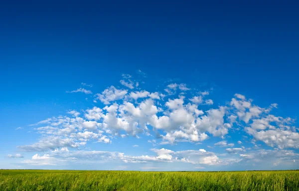 Céu azul grama verde — Fotografia de Stock
