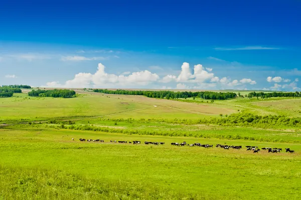 Beweidende koeien op grasland — Stockfoto