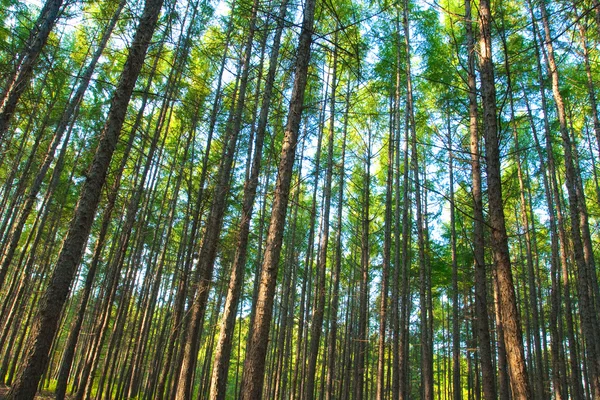 Stock image Forest trunks