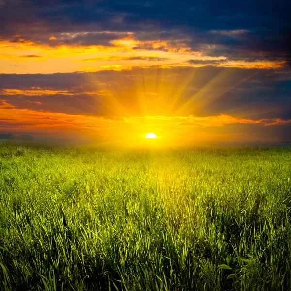Beautiful sunset in meadow — Stock Photo, Image