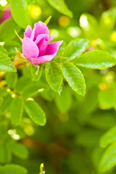 Wild dog rose bud macro — Stock Photo, Image