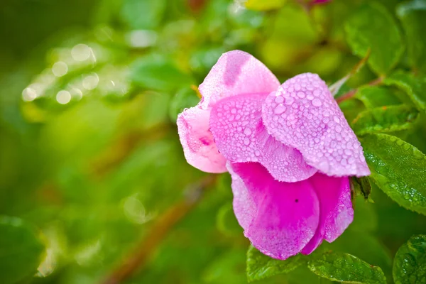 Cane selvatico fiore di rosa — Foto Stock