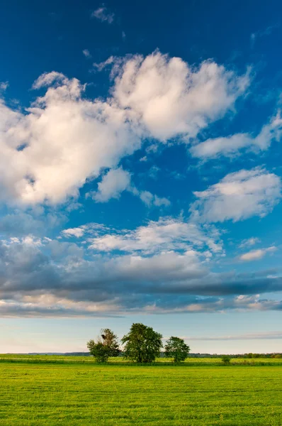 Üç ağaçlar gökyüzü altında — Stok fotoğraf