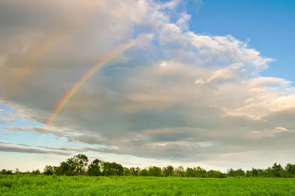 Deel van regenboog over het bos — Stockfoto