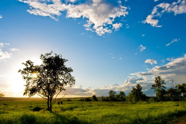 青い空の上の木のシルエット — ストック写真