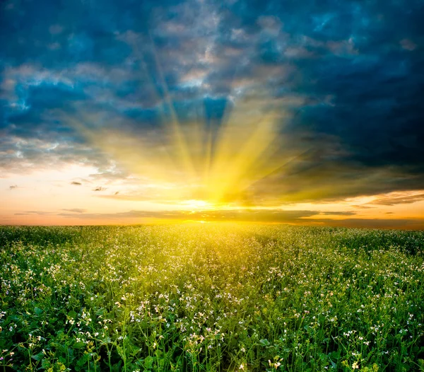 Zonsondergang in het veld — Stockfoto