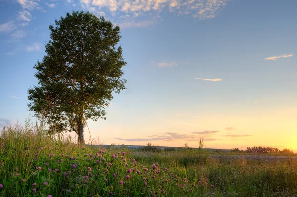 Tree over sunset — Stock Photo, Image