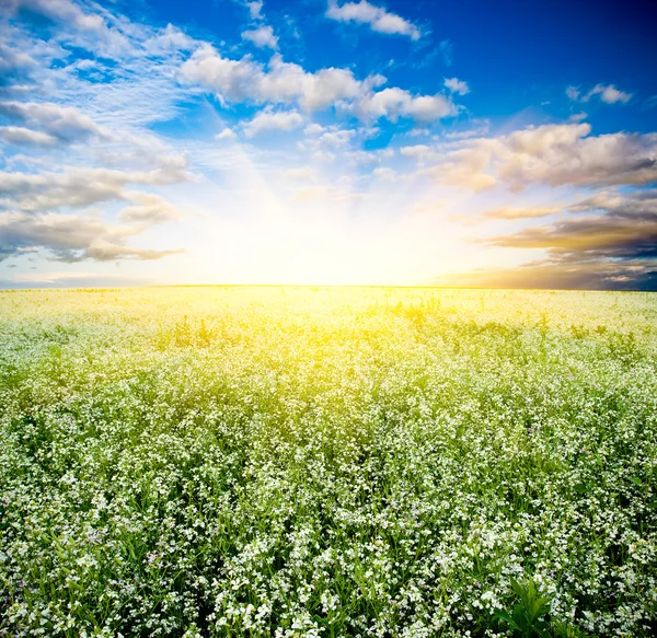 Zonsondergang over de bloeiende veld — Stockfoto