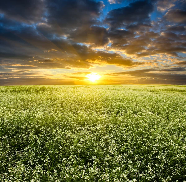 Solnedgång över blommande vita fält — Stockfoto