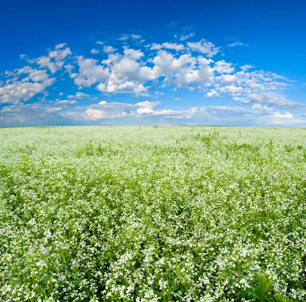 Blooming field — Stock Photo, Image