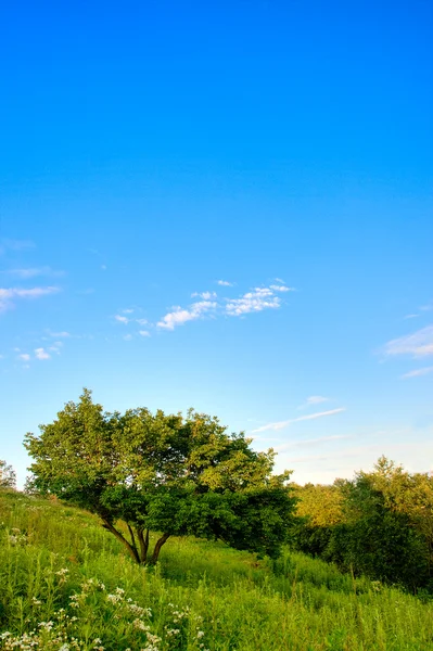 Tepe üzerinde yeşil ağaç — Stok fotoğraf