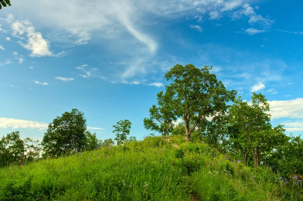 Oak trees on hill — Stock Photo, Image