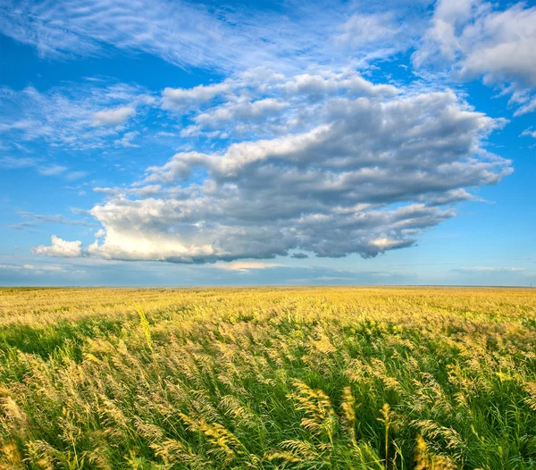 Eindeloze veld onder mooie hemel — Stockfoto