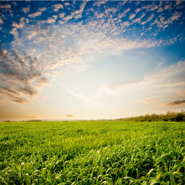Puesta de sol sobre el campo verde — Foto de Stock